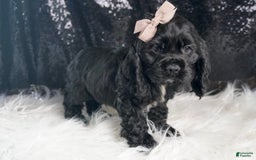 Cocker Spaniel dogs for sale: Coal - Image 5