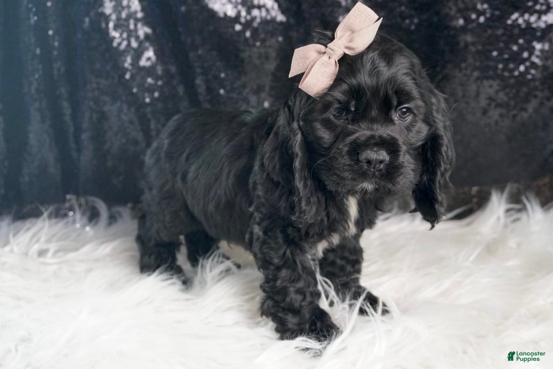 Cocker Spaniel dogs for sale: Coal - Image 5