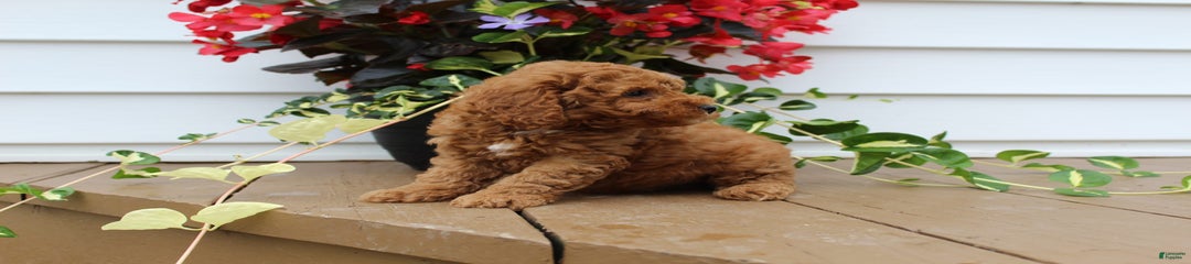 Kody