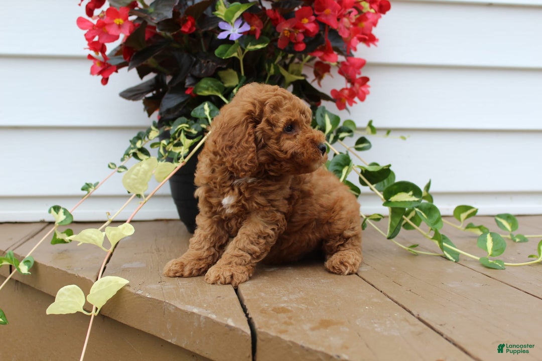 Mini Goldendoodle dogs for sale: Kody - Image 4
