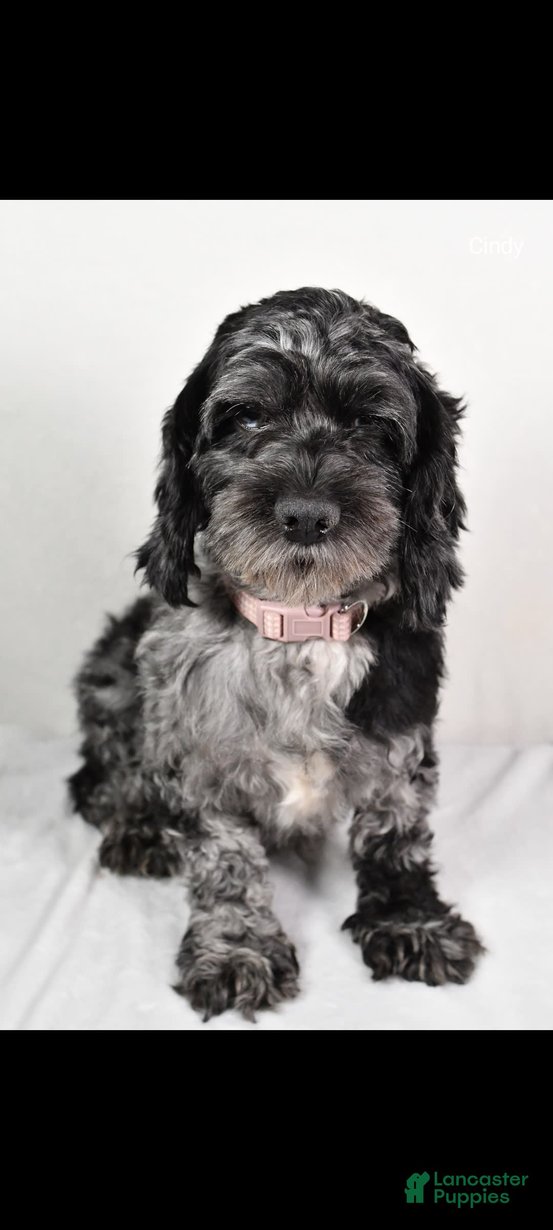 Cockapoo dogs for sale: Sonny - Image 10