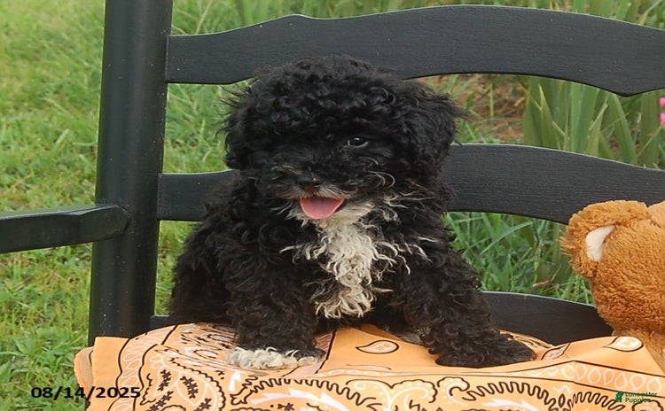 Toy Poodle dogs for sale - Ad 5