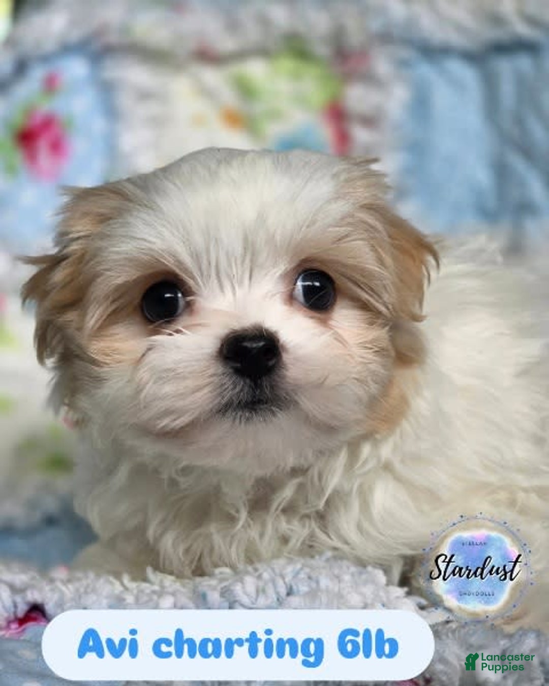 Morkie dogs for sale: Avi - Image 1