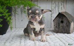 French Bulldog dogs for sale: Sophie - Image 9