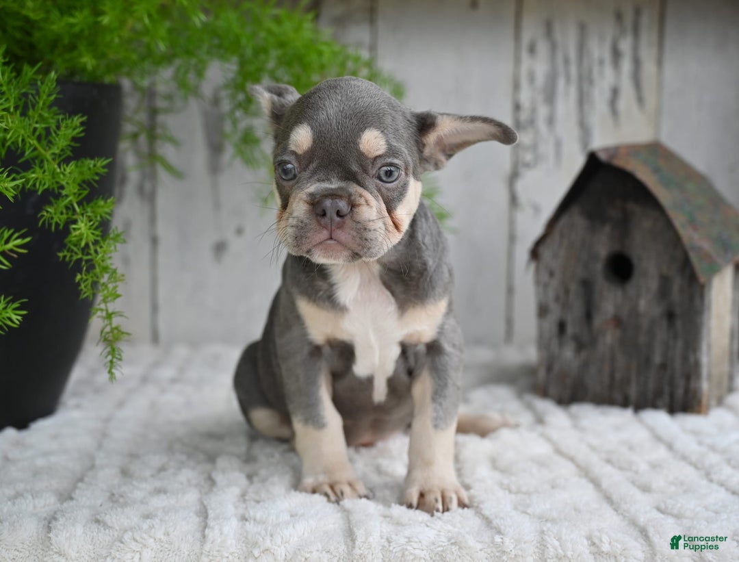 French Bulldog dogs for sale: Sophie - Image 9