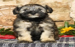 Miniature Schnauzer dogs for sale: Lilly - Image 4