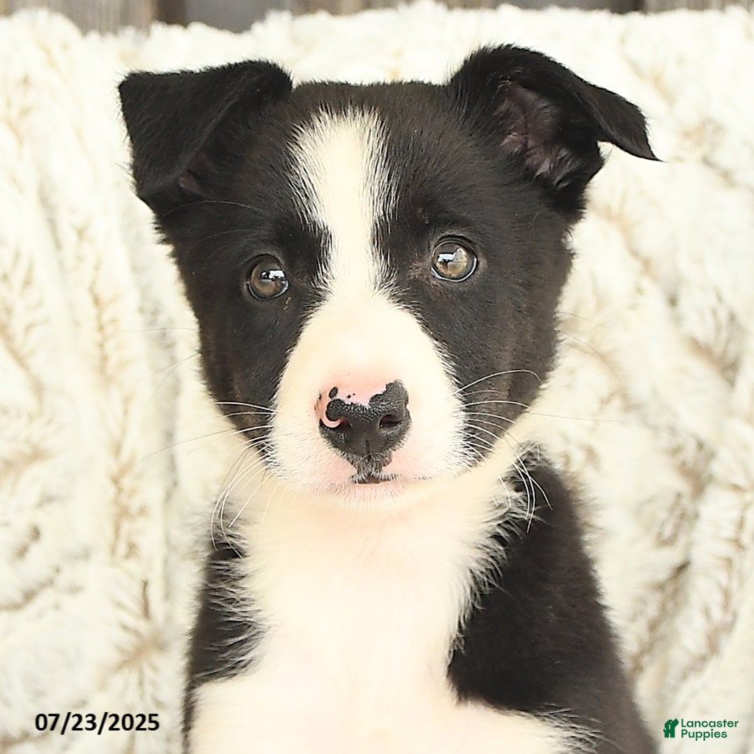 Border Collie dogs for sale: Nova - Image 2