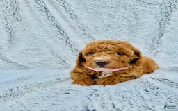 Toy Poodle dogs for sale: Pure Breed Toy Poodle Girl - Image 2