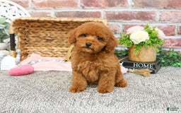 Miniature Poodle dogs for sale: Gloria - Image 4