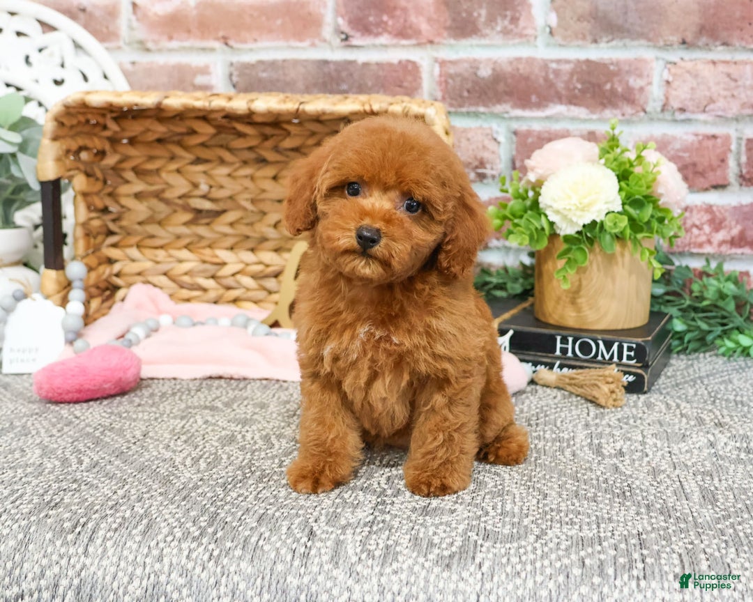 Miniature Poodle dogs for sale: Gloria - Image 4