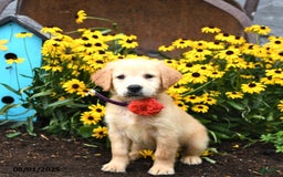 Golden Retriever dogs for sale: Fiji - Image 1