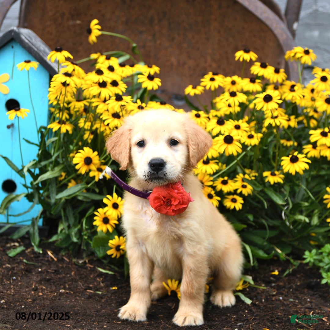 Golden Retriever dogs for sale: Fiji - Image 1
