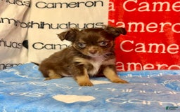 Chihuahua dogs for sale: Theodore Chocolate Lc - Image 2