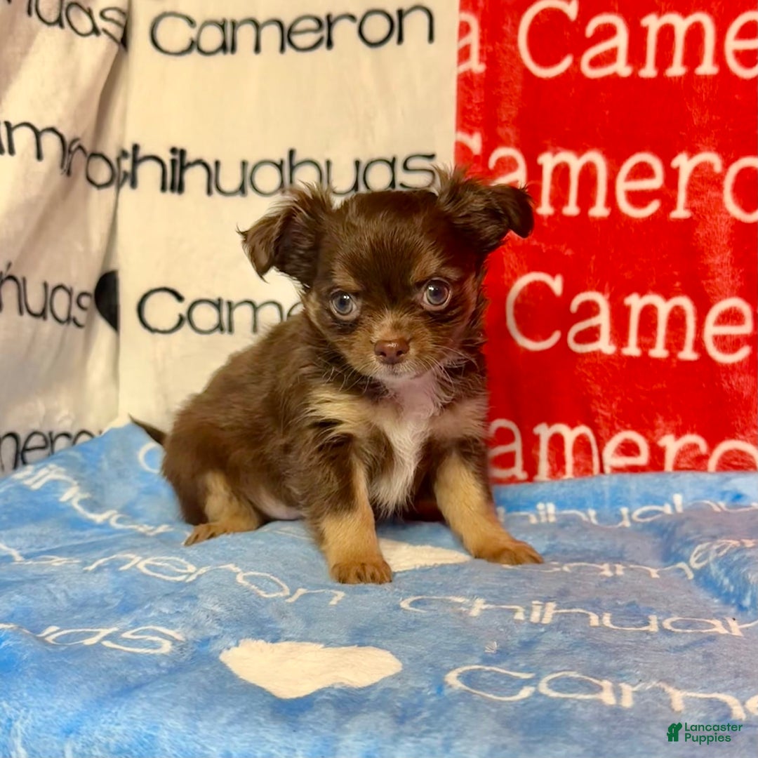 Chihuahua dogs for sale: Theodore Chocolate Lc - Image 2