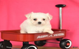 Maltese dogs for sale: Minnie - Image 4