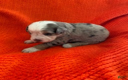 Australian Shepherd dogs for sale: Pearl Hart - Image 2