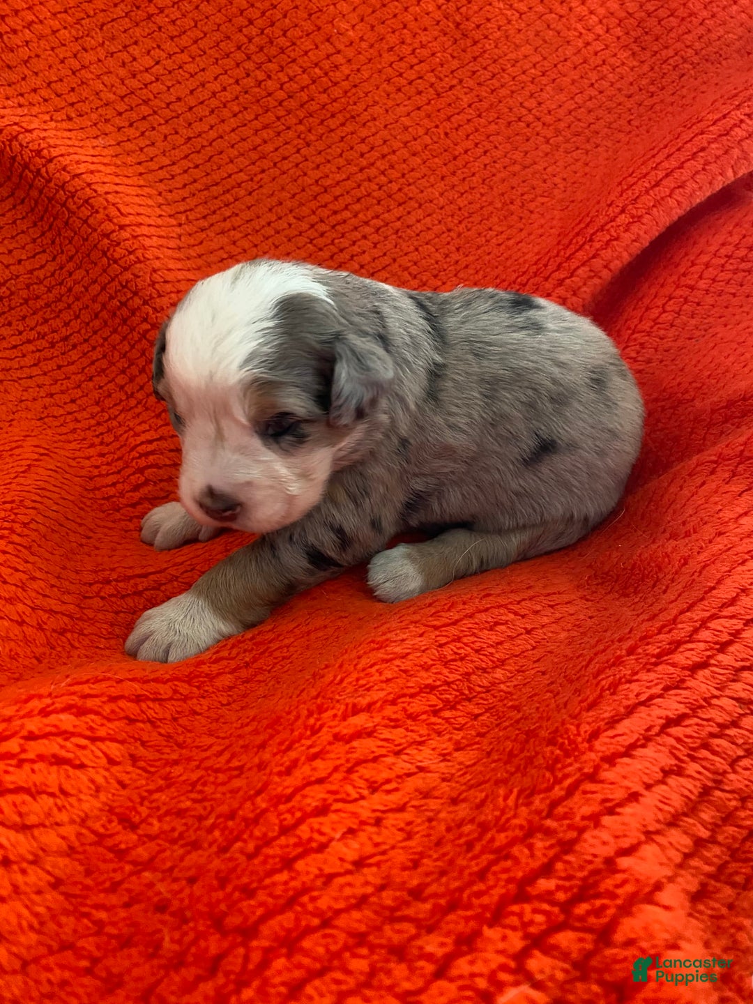 Australian Shepherd dogs for sale: Pearl Hart - Image 2