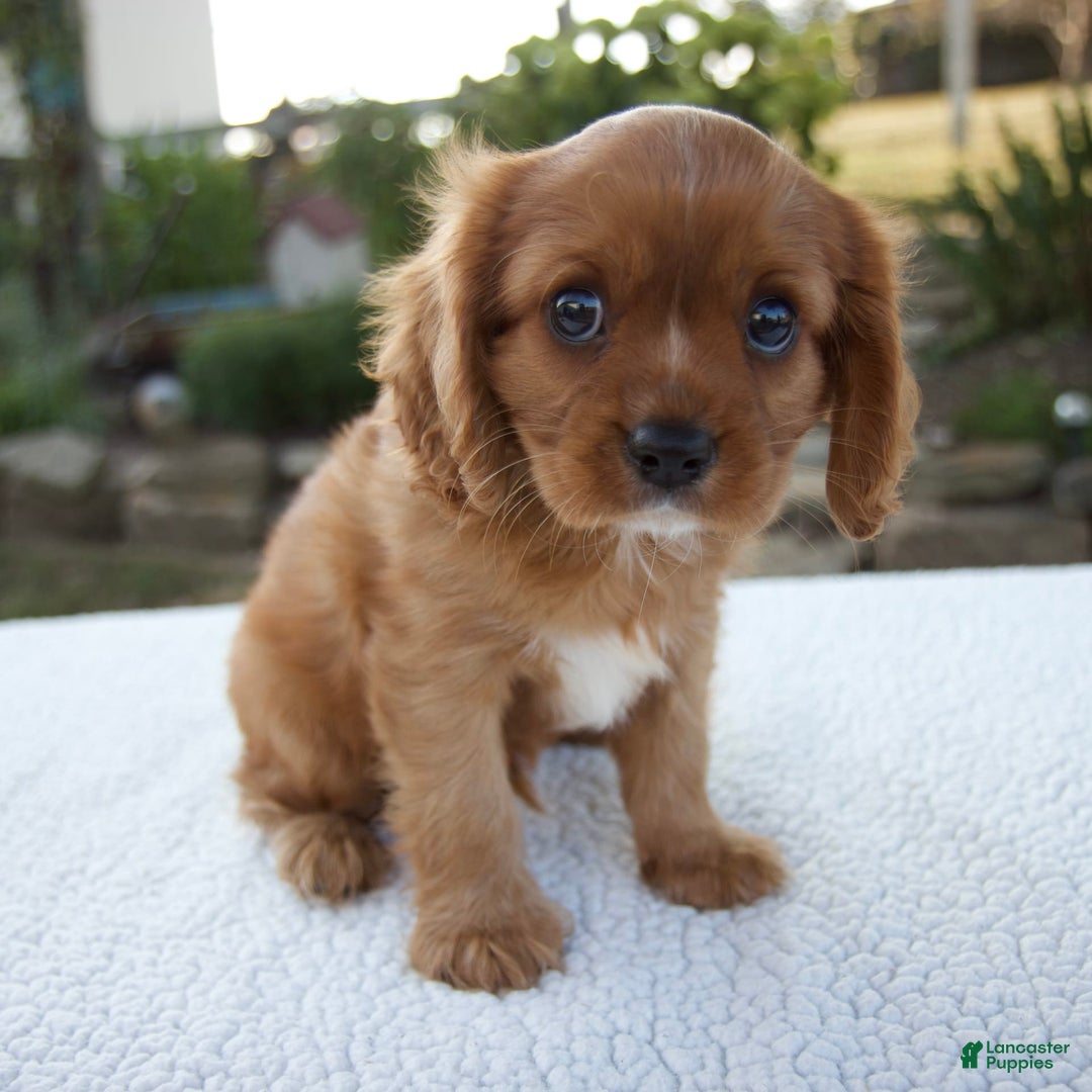 Cavalier King Charles Spaniel dogs for sale: Cruz - Image 7