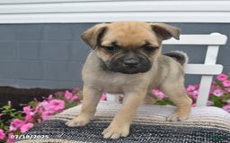 Pug dogs for sale: Patsy - Image 3