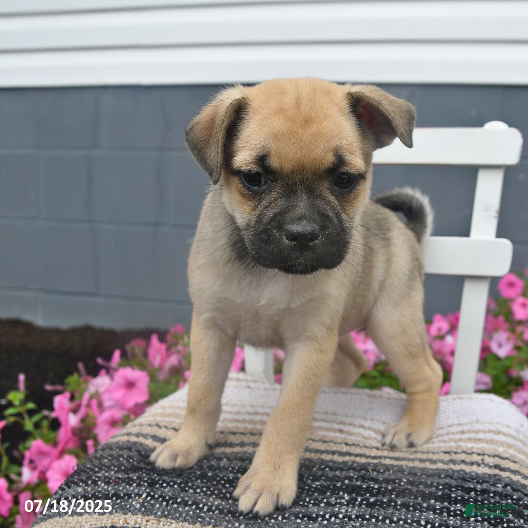 Pug dogs for sale: Patsy - Image 3