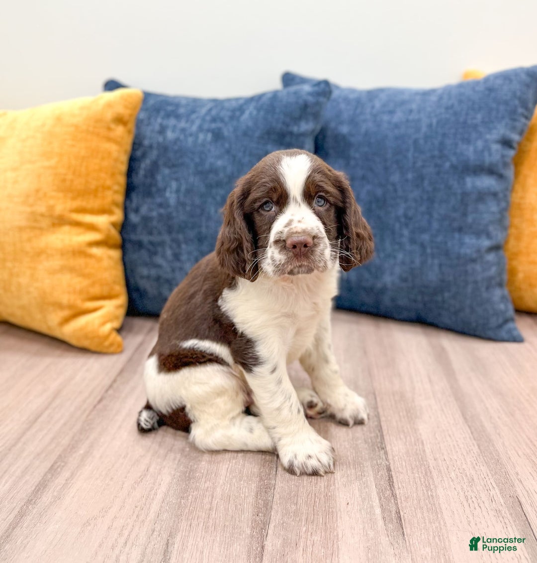 English Springer Spaniel dogs for sale: Lando - Image 3