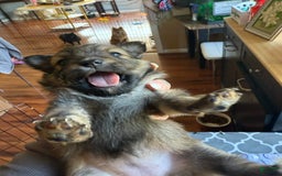 Pomeranian dogs for sale: Mocha - Image 2