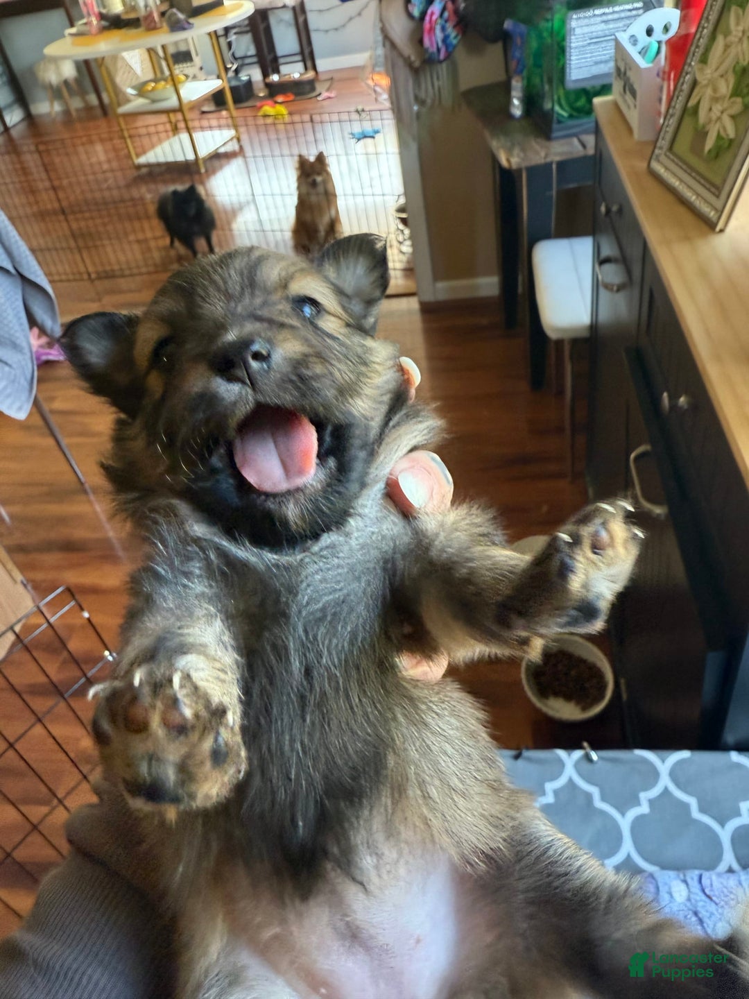 Pomeranian dogs for sale: Mocha - Image 2