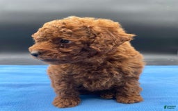 Toy Poodle dogs for sale: Rojo - Image 1