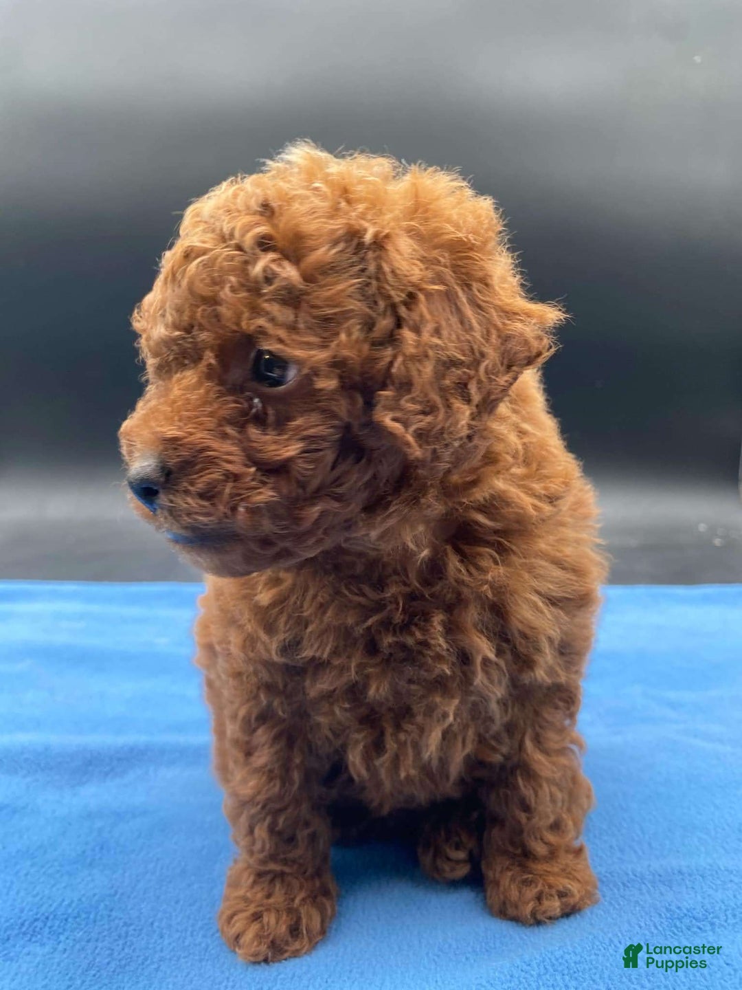 Toy Poodle dogs for sale: Rojo - Image 1