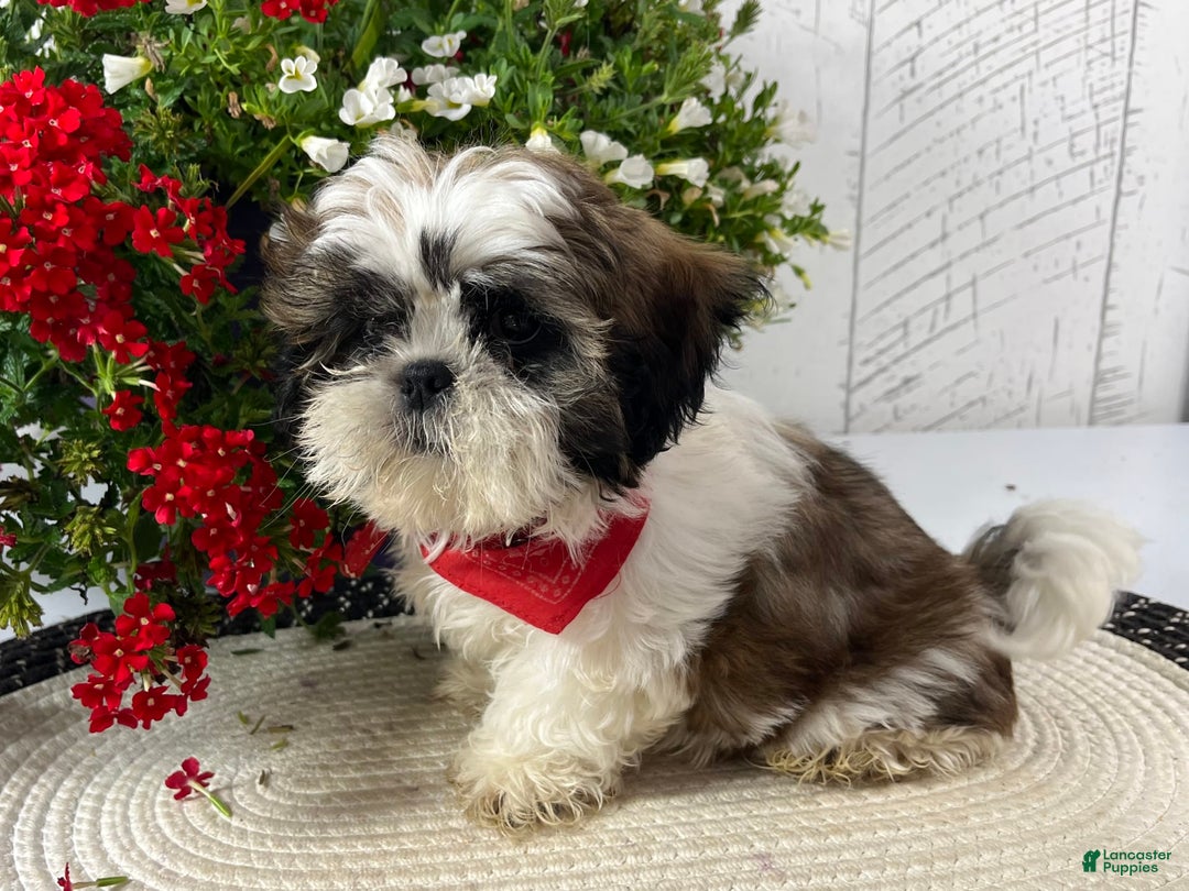 Shih Tzu dogs for sale: Freddy - Image 10