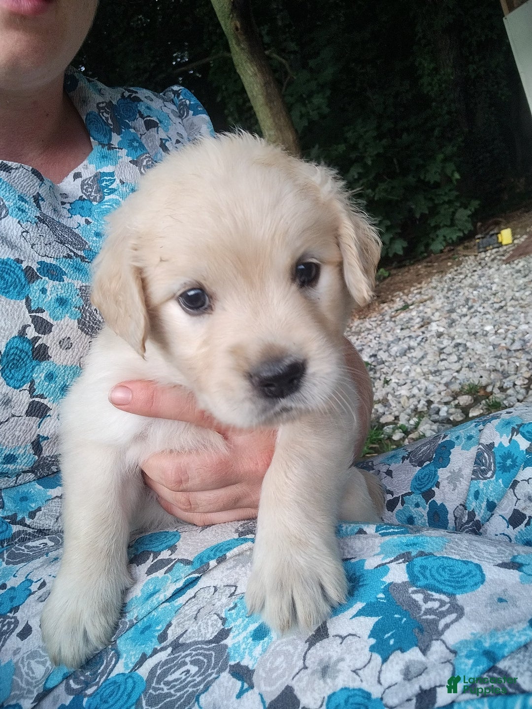 Golden Retriever dogs for sale: Pixie - Image 15