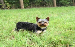 Yorkshire Terrier dogs for sale: D Awesome Blue Amulet - Image 4