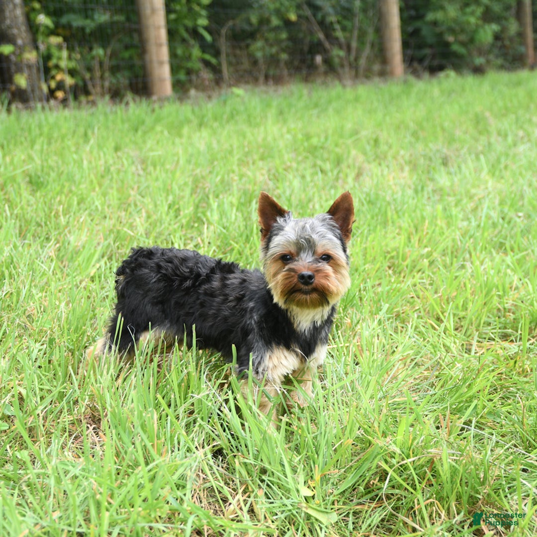Yorkshire Terrier dogs for sale: D Awesome Blue Amulet - Image 4