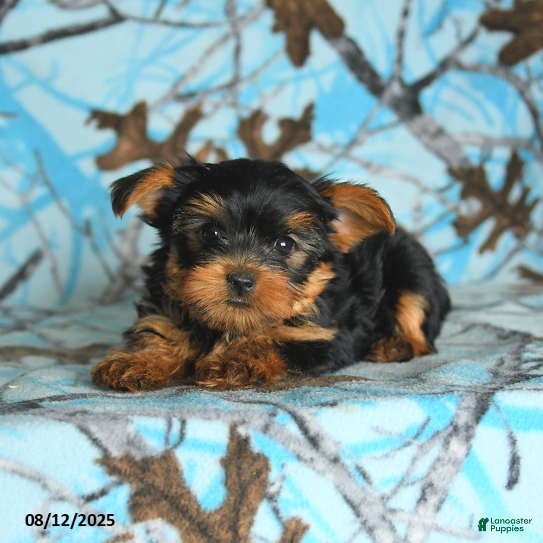 Yorkshire Terrier dogs for sale: Quentin - Image 4