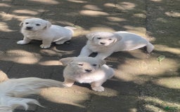Labrador Retriever dogs for sale: Bear - Image 2