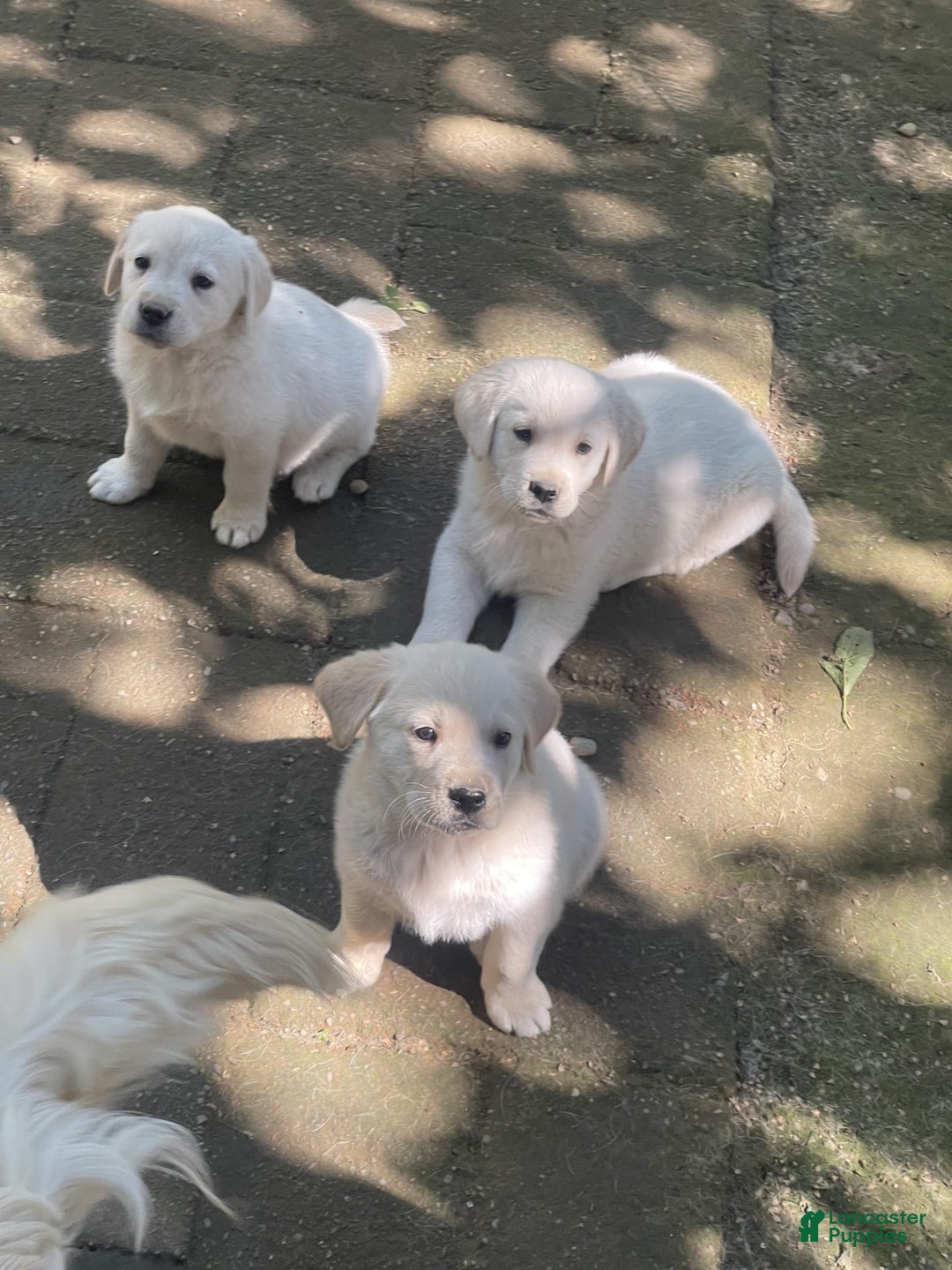 Labrador Retriever dogs for sale: Bear - Image 2