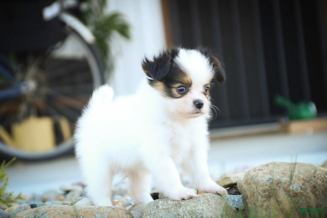 Papillon dogs for sale: Lavender - Image 1