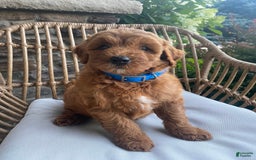 Mini Goldendoodle dogs for sale: Kai - Image 2