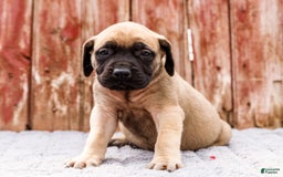 English Mastiff dogs for sale: Hazel - Image 5