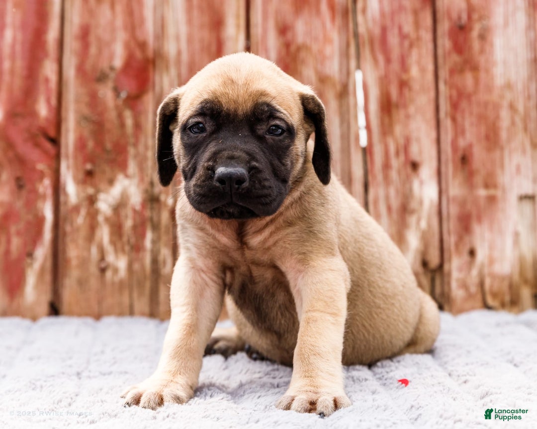 English Mastiff dogs for sale: Hazel - Image 5