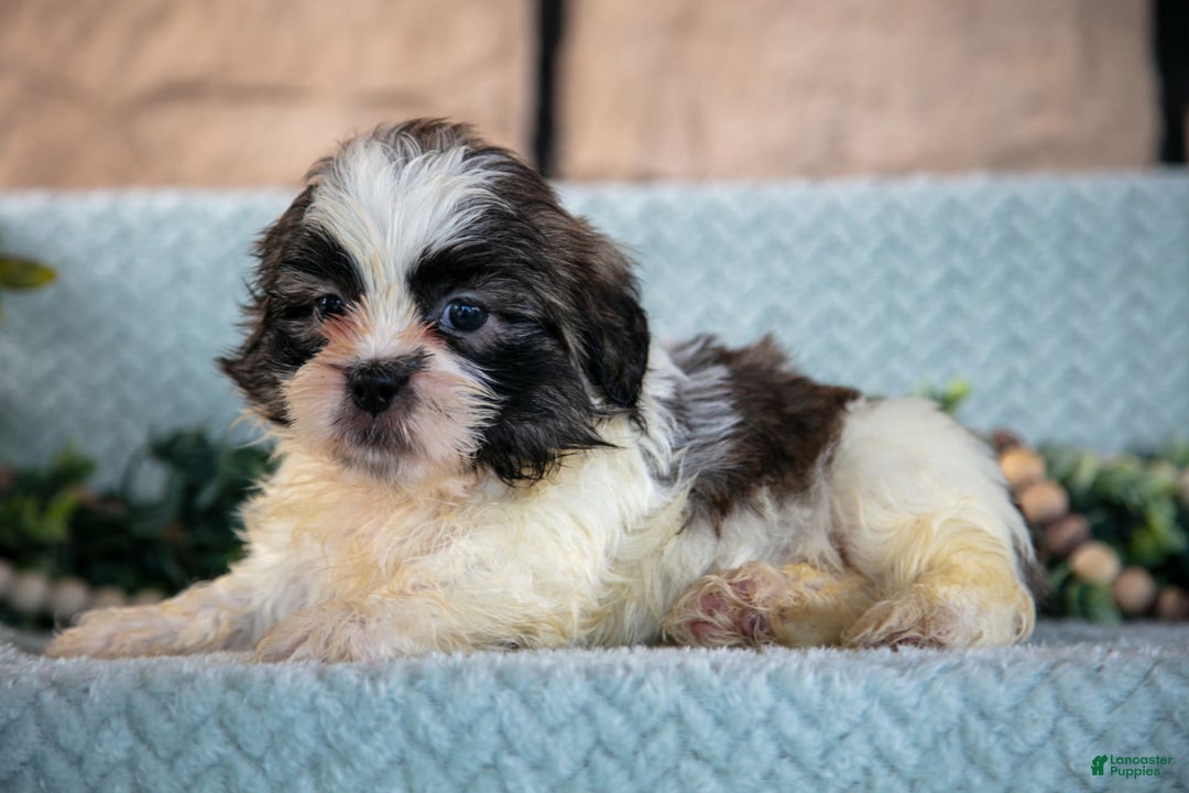 Shih Tzu dogs for sale: Trent - Image 3
