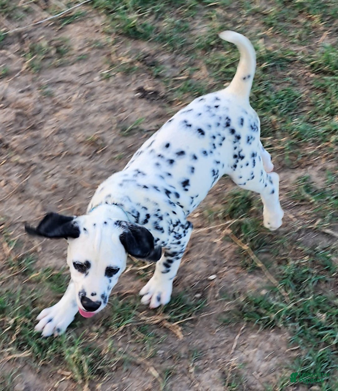Dalmatian dogs for sale: Peppers Lt. Blue Girl - Image 1