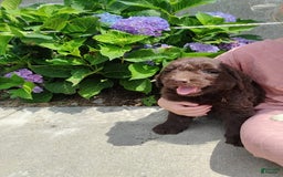 Newfypoo dogs for sale: Nickel - Image 9