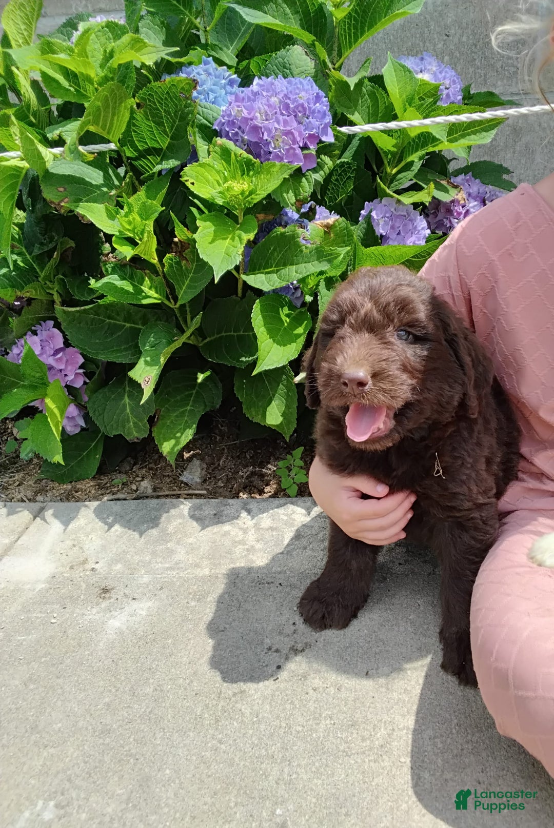 Newfypoo dogs for sale: Nickel - Image 9