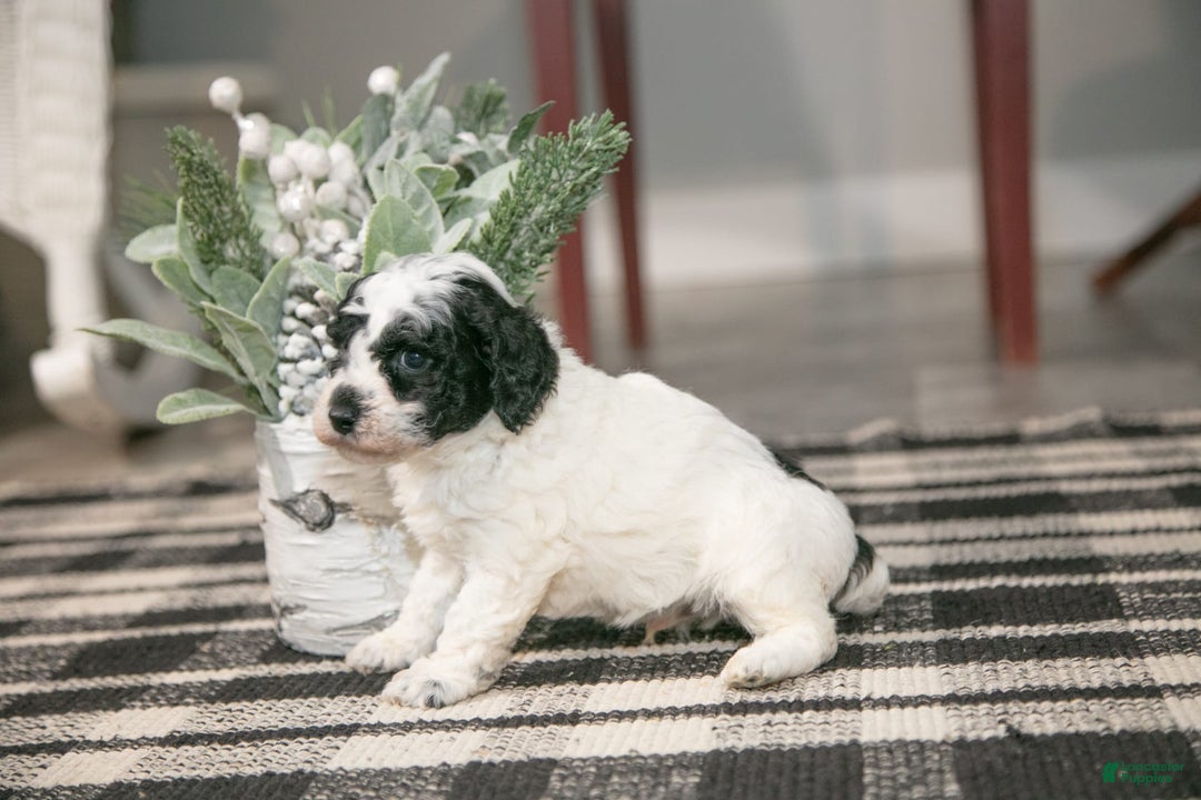 Miniature Poodle dogs for sale: Bouncer - Image 4