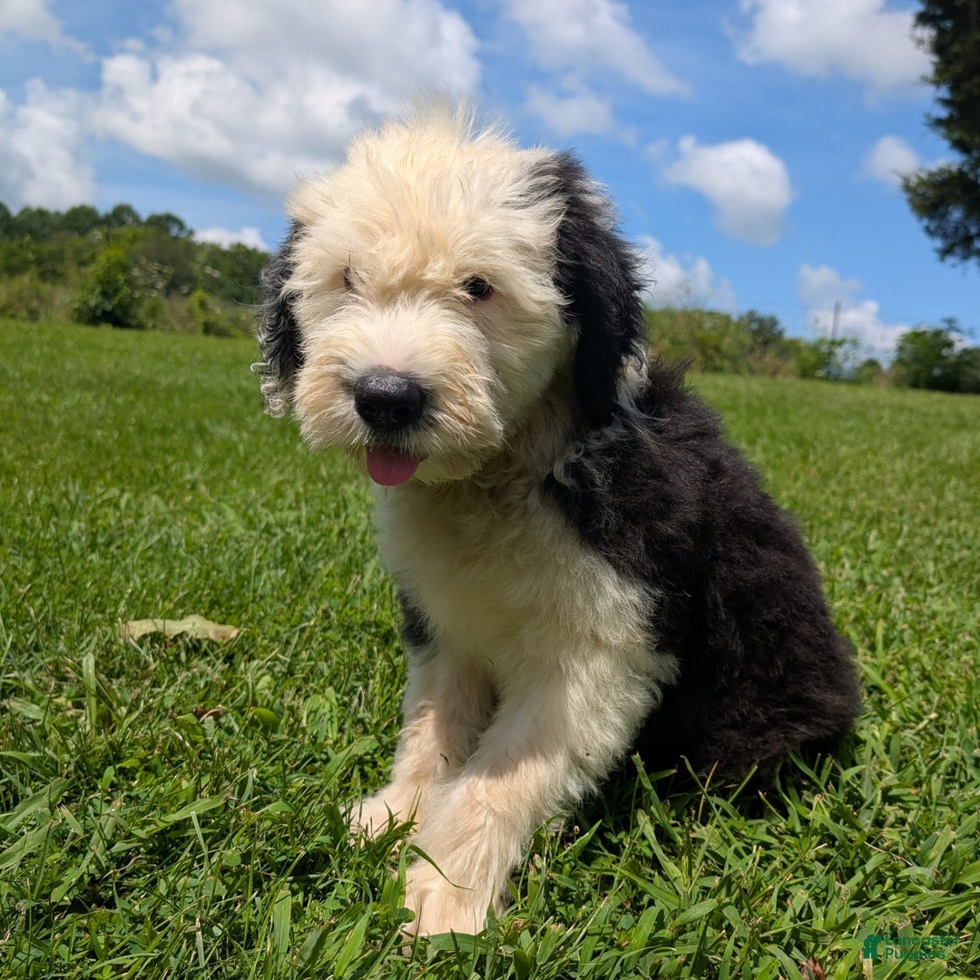 Old English Sheepdog dogs for sale: Fluffy - Image 13