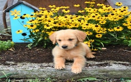 Golden Retriever dogs for sale: Freddie - Image 5