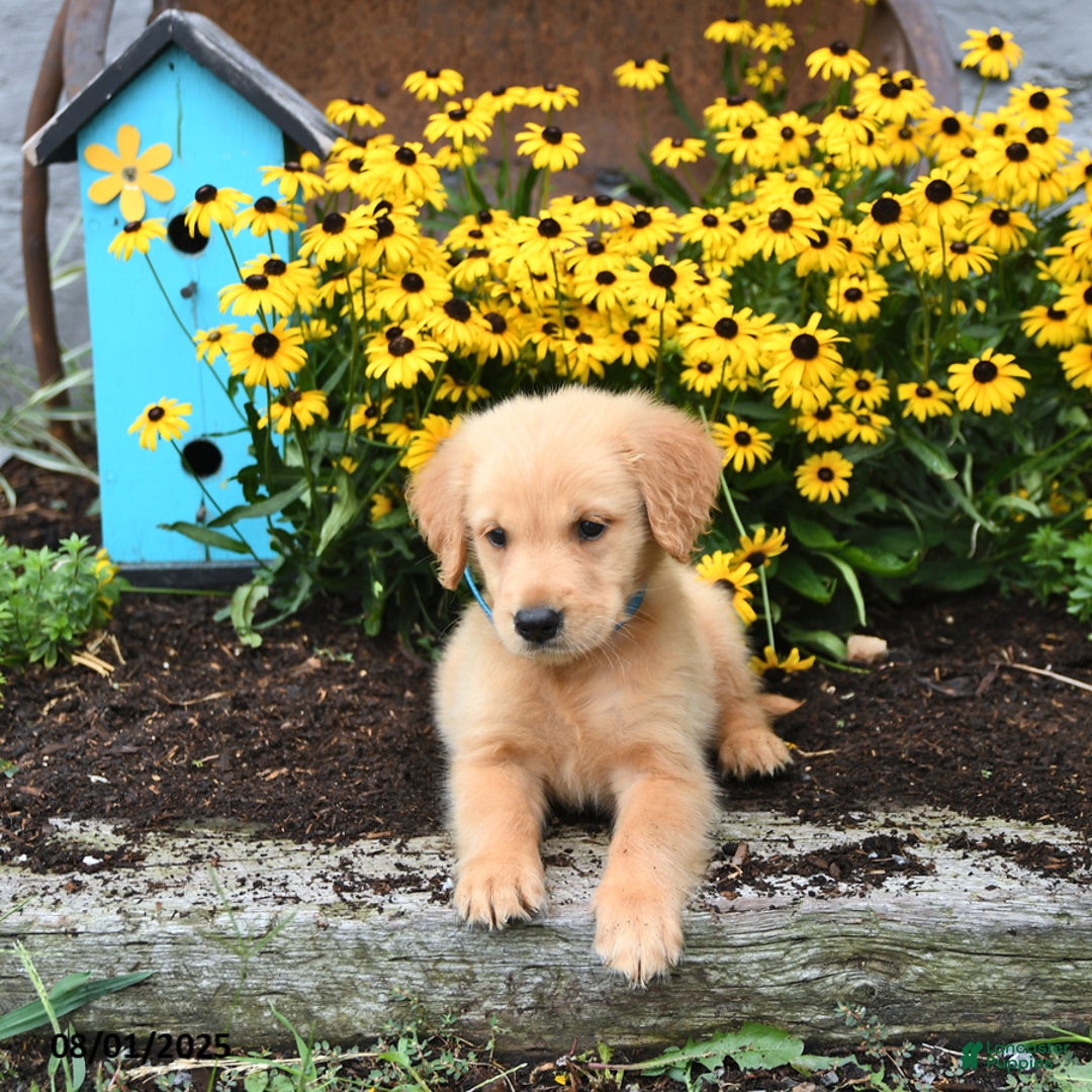 Golden Retriever dogs for sale: Freddie - Image 5