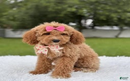 Mini Goldendoodle dogs for sale: Alani - Image 3
