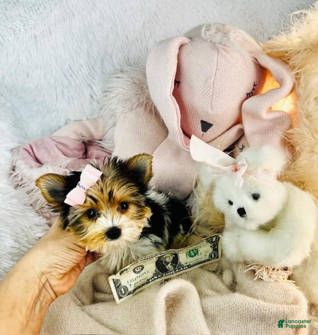 Yorkshire Terrier dogs for sale: Jaspy - Image 1